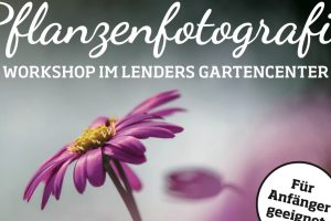 Eine lila Blume mit einem unscharfen Hintergrund, die für einen Workshop zur Pflanzenfotografie steht.